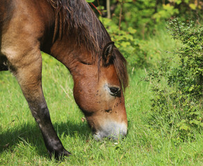 Naklejka na ściany i meble Wild exmoor pony