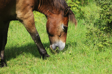 Naklejka na ściany i meble Wild exmoor pony