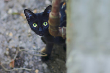 Curious cat in the backyard