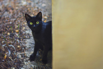 Curious cat sneaking in the backyard in a rainy autumn day