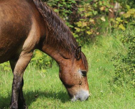 Wild Exmoor Pony