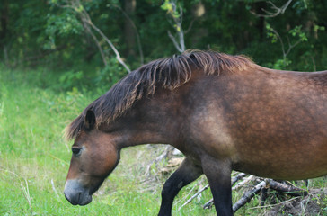 Wild exmoor pony