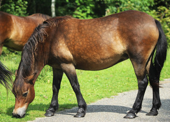 Wild exmoor pony