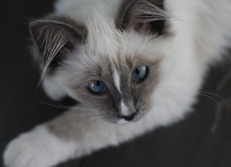 Fototapeta premium White kitten with blue eyes