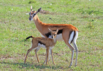 Naklejka na ściany i meble Mother and calf Impala standing on the african plains