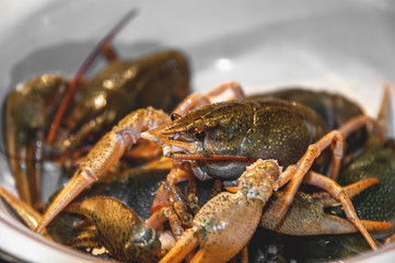 Live green crayfish on a large dish before cooking. Close-up.