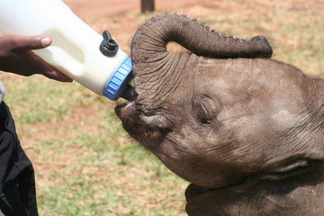 Orphaned elephant being fed with a bottle in Nairobi, Kenya