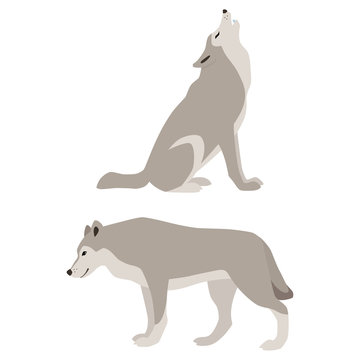 Vector illustration of howling and walking wolves isolated on white background