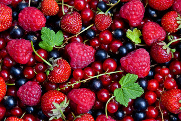 Obraz na płótnie Canvas Berries organic background. Raspberry, strawberry, red and black currant organic fresh from village garden. Ecological organic berries for desserts, smoothie or jam.