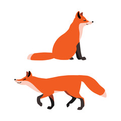 Vector illustration of sitting and walking red foxes isolated on white background
