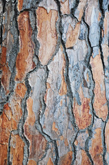 Pine tree bark texture close-up