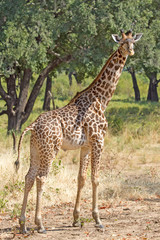 Naklejka na ściany i meble full frame giraffe standing in the bush on the african plains