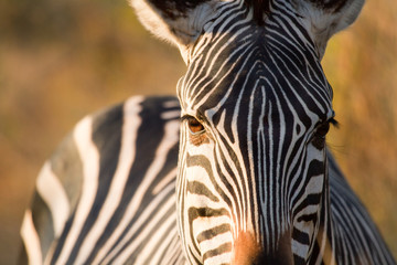 Close up of a zebra face with a blurred background