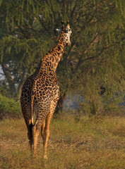 back end of a giraffe walking in the bush