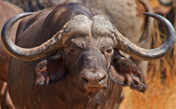 Full Frame of a large Male Buffalo face with long horns