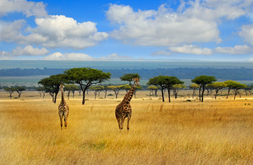 Fototapeta na wymiar Landscape view of The Masai MARA pLAINS WITH A HERD OF GIRAFFE AGAINST A BLUE CLOUDY SKY