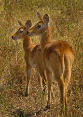 Two Puku standing on the open savannah n Chobe, Botswana