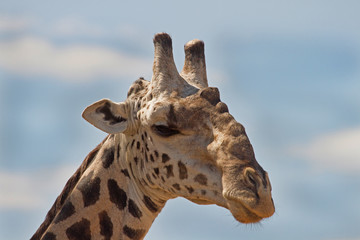Close up of a Giraffe head and occicles