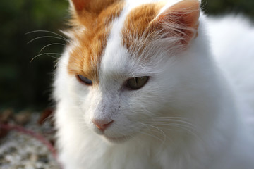 wunderschöne Katze in einem Garten