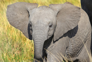 Baby Elephant Calf looking at camera in Masai Mara