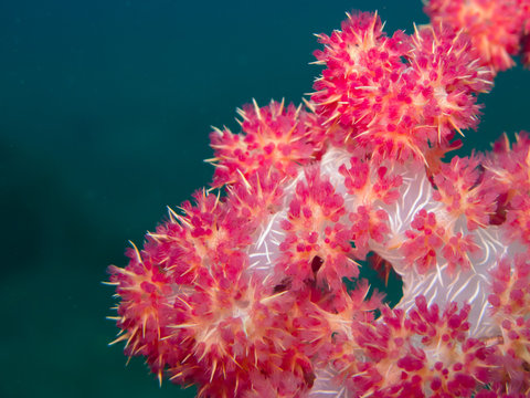 Bubble coral, tree soft coral, dendronephthya, pierogyra sinuosa
