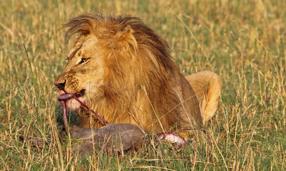 Large Male Lion feeding on a kill in south luangwa, Zambia