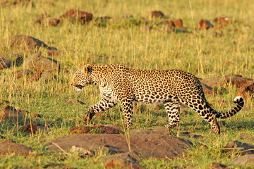 Side profile of a lone african leopard walking on the open plains.  Beautiful spots on fur are clearly visible