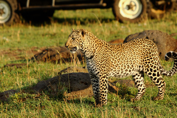 African Leopard prowling with a safari vehicle in the background in the Masai Mara, Kenya