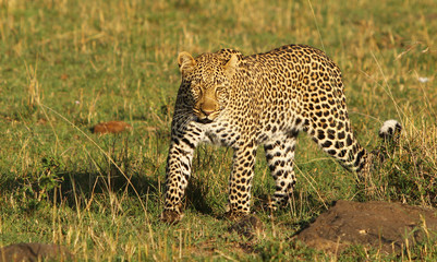 African Leopard walking across the african plains in Kenya