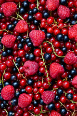 Berries organic background. Raspberry, red and black currant organic fresh from village garden. Ecological organic berries for desserts, smoothie or jam.