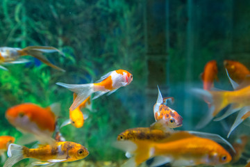 fish aquatic ornament tank relaxation