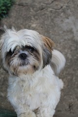 Shi tsu assis dans le jardin