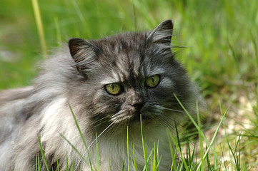 wunderschöne Katze in einem Garten