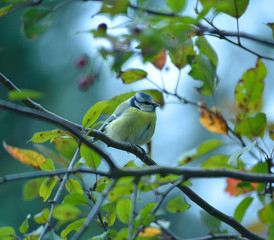 Blaumeise sitzt in einem Baum