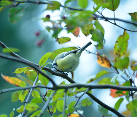 Blaumeise sitzt in einem Baum