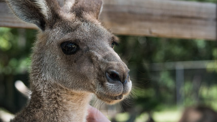 Kangaroo 