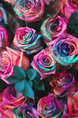 Fototapeta na wymiar Rainbow Roses