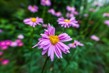 Obraz premium Abnormal flowers