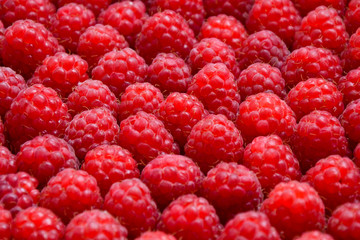 Raspberry organic background. Fresh raspberries from village garden. Ecological berries for desserts, cakes, smoothie or jam.
