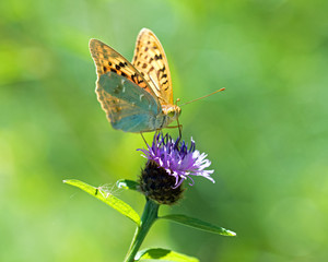 Cardinal (Argynnis pandora) male. Galicia, Spain