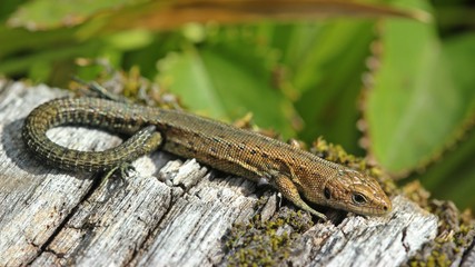 Junge Waldeidechse (Zootoca vivipara) auf Holzbohlenweg 
