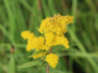 Naklejka premium tall goldenrod (Solidago gigantea)