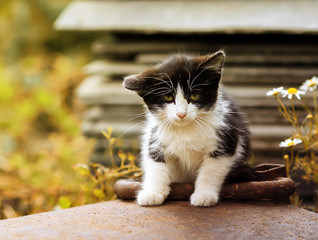 funny little kitten with sad eyes sitting on the street on a Sunny day