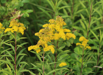 tall goldenrod (Solidago gigantea)