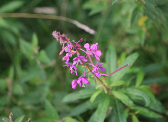 Fireweed (Chamaenerion angustifolium)