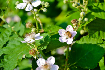 Blackberry blossom flowers organic garden berries bush