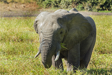 Obraz premium African Elephant standing in a lagoon feeding on lush green grass, Zambia