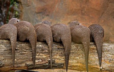 Six Otters sitting on a log with their tails hanging in symmetry