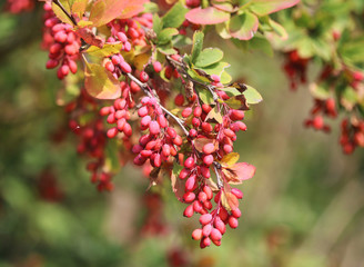 common barberry