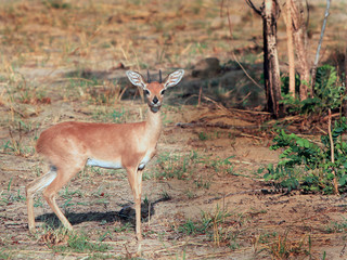 Naklejka premium Steenbok standing in the bush veld in Hwange, Zimbabwe